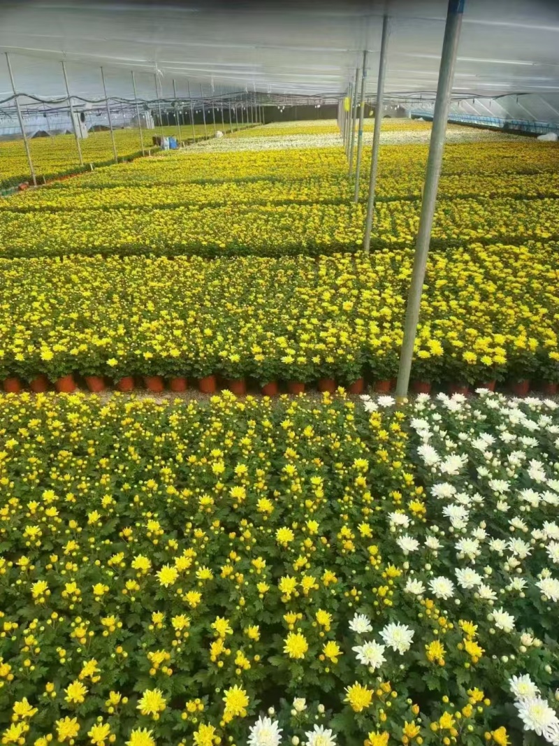 黄白菊花，清明菊，祭祀菊花，黄菊花，白菊花