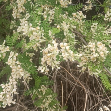 苦刺花