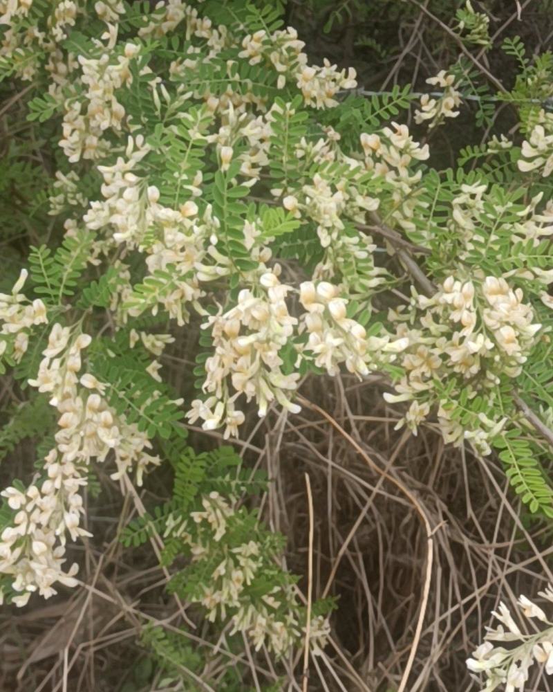 苦刺花