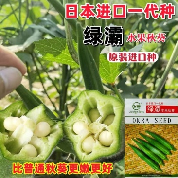 秋葵种子绿灞水果秋葵种子高产抗病抗老化高产早熟秋葵种籽