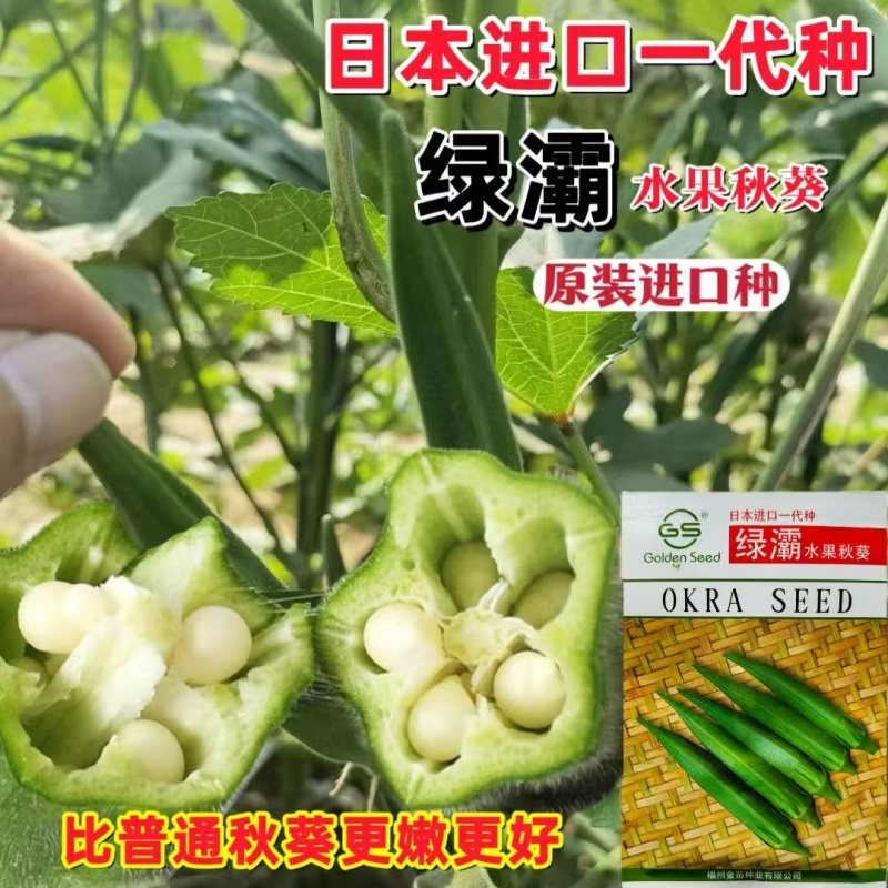 秋葵种子绿灞水果秋葵种子高产抗病抗老化高产早熟秋葵种籽