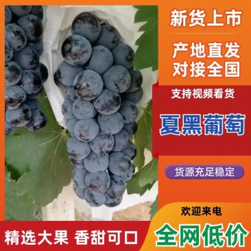 夏黑葡萄一手货源产地直供量大从优欢迎采购