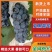 夏黑葡萄一手货源产地直供量大从优欢迎采购