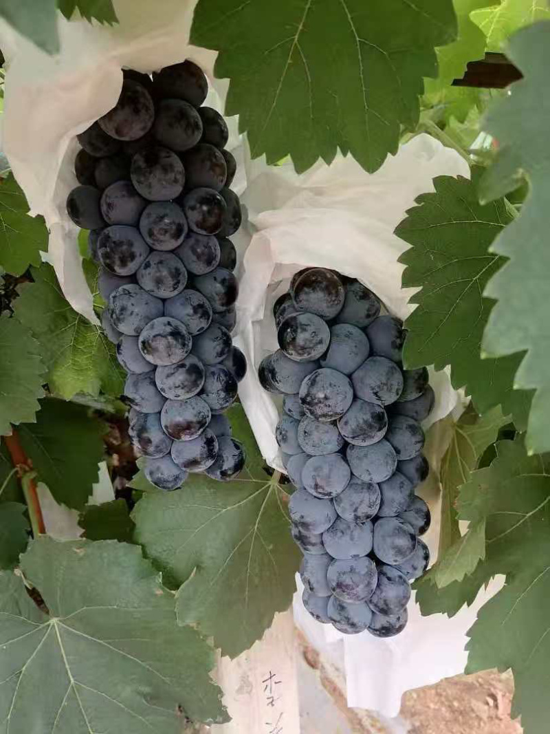 夏黑葡萄一手货源产地直供量大从优欢迎采购
