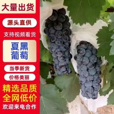 云南夏黑葡萄产地直供货源充足精选品质欢迎采购