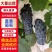 云南夏黑葡萄产地直供货源充足精选品质欢迎采购