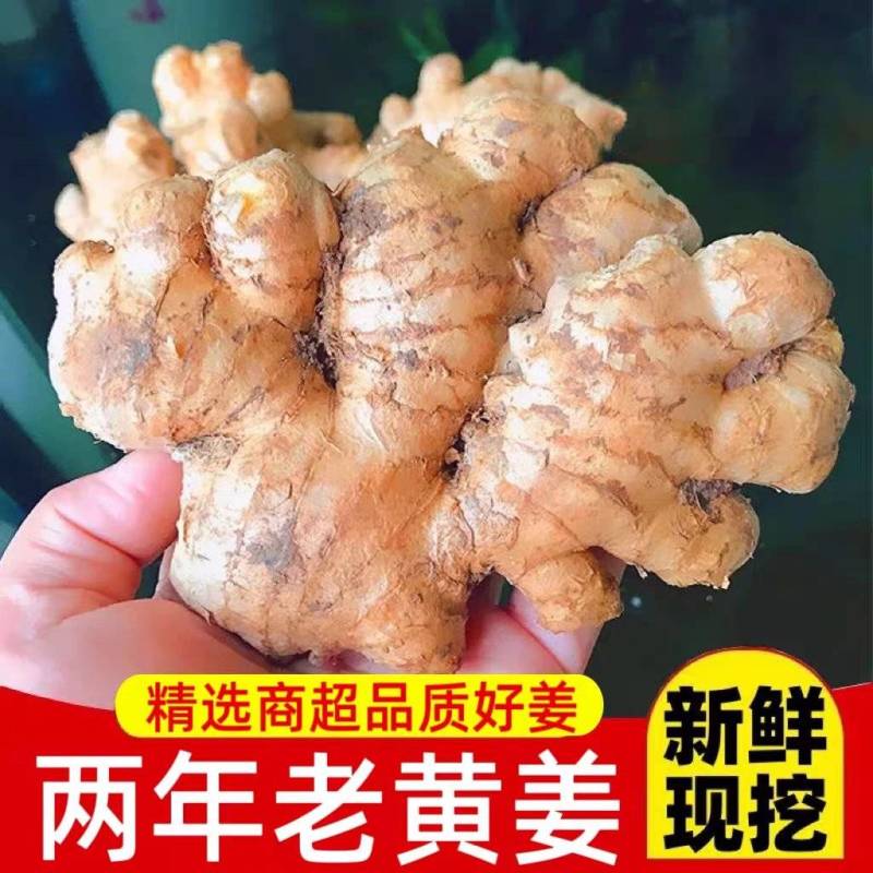 正宗云南老姜新鲜现挖山地老姜月子姜蔬菜调料炒菜煲汤驱寒