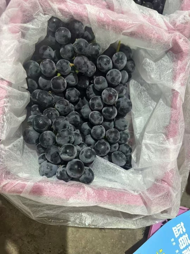 云南夏黑葡萄产地直供货源充足精选品质欢迎采购