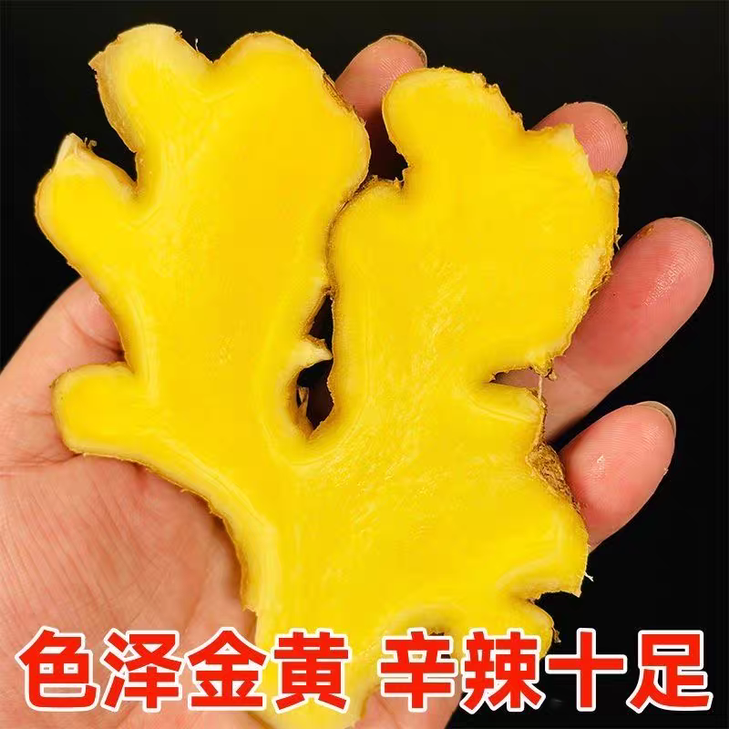 正宗云南老姜新鲜现挖山地老姜月子姜蔬菜调料炒菜煲汤驱寒