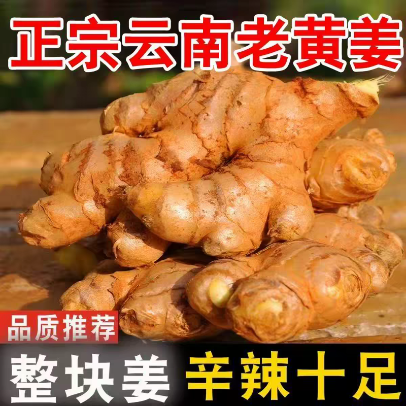 正宗云南老姜新鲜现挖山地老姜月子姜蔬菜调料炒菜煲汤驱寒