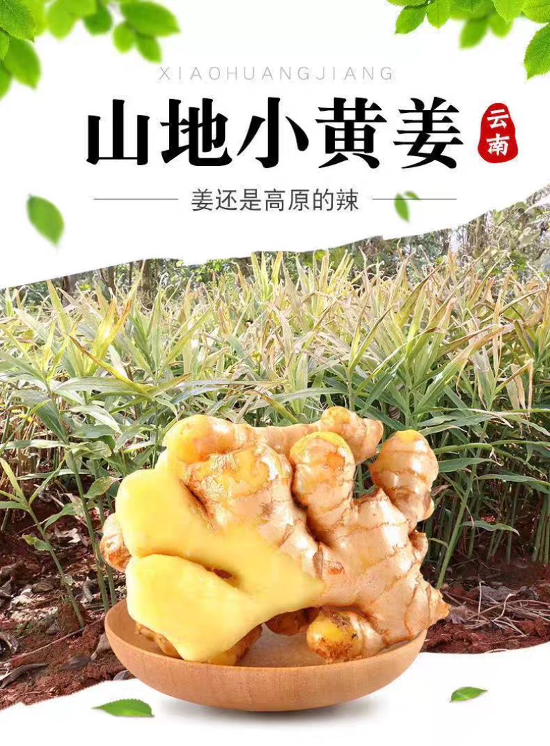 正宗云南老姜新鲜现挖山地老姜月子姜蔬菜调料炒菜煲汤驱寒