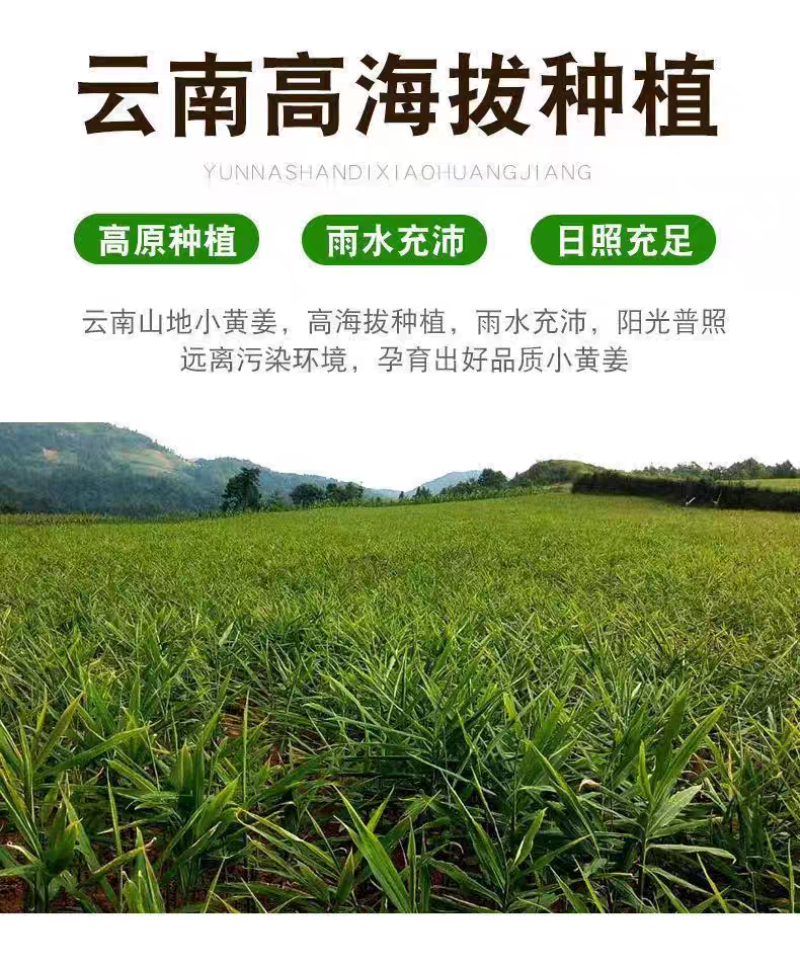 正宗云南老姜新鲜现挖山地老姜月子姜蔬菜调料炒菜煲汤驱寒