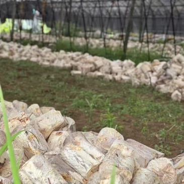 安徽金寨灵芝原材料批发，破壁灵芝孢子生产基地，代加工厂家