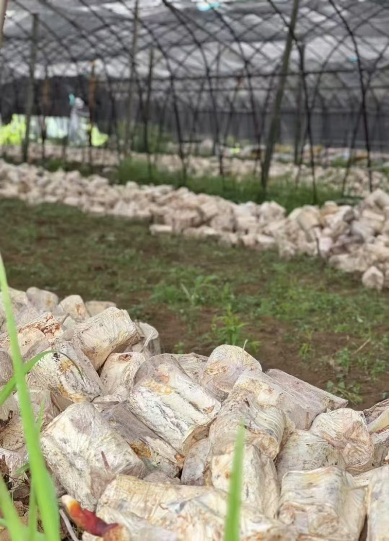 安徽金寨灵芝原材料批发，破壁灵芝孢子生产基地，代加工厂家