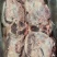 大槽头猪肉，质优价廉，欢迎各位老板来电咨询