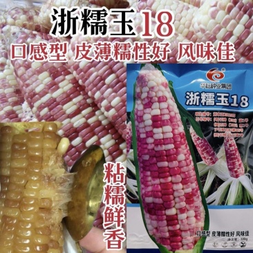 浙糯玉18玉米种子小香糯玉米种子红甜糯玉米种籽香粘花糯玉