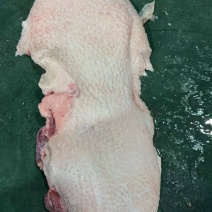 大槽头猪肉，质优价廉，欢迎各位老板来电咨询