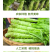 云南高原新鲜莴笋脆嫩多汁不空心现摘现发清炒凉拌火锅