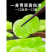 云南高原新鲜莴笋脆嫩多汁不空心现摘现发清炒凉拌火锅