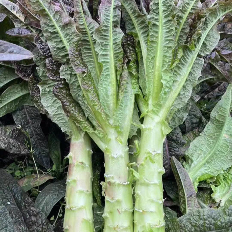 云南高原新鲜莴笋脆嫩多汁不空心现摘现发清炒凉拌火锅