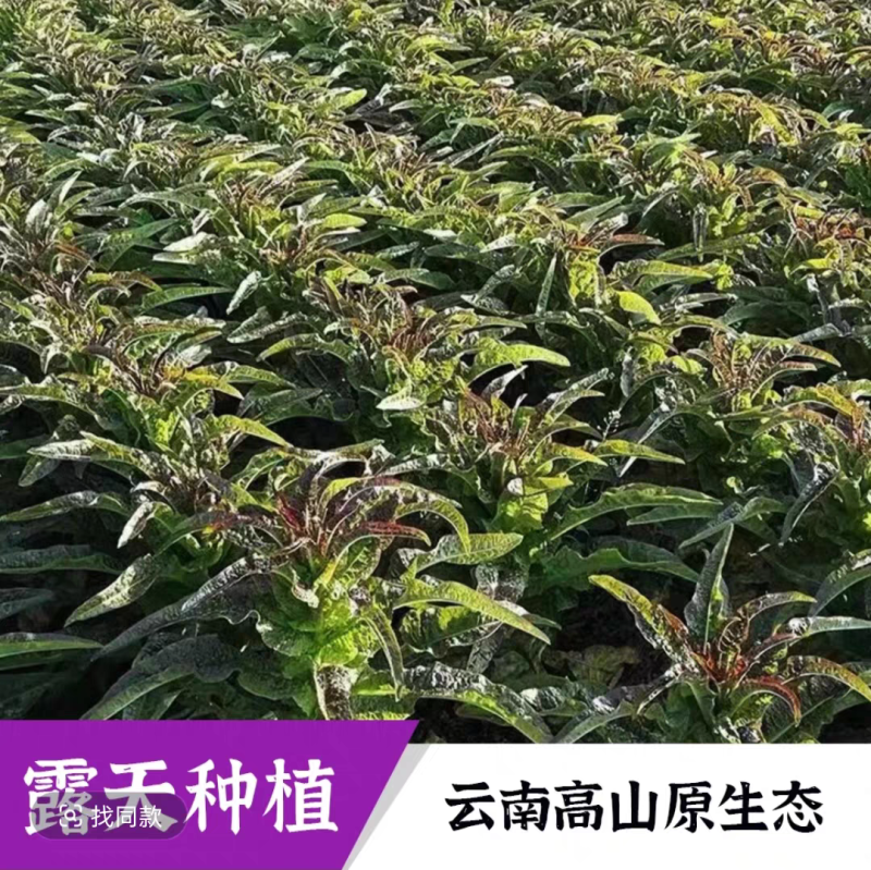 云南高原新鲜莴笋脆嫩多汁不空心现摘现发清炒凉拌火锅