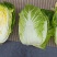 河北定州黄心白菜大量有货，无烧心，无虫眼，质量保证，价格