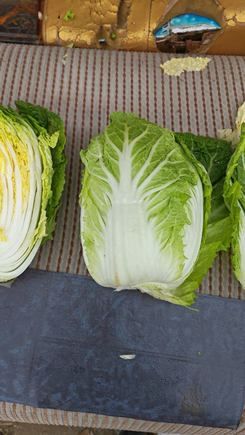 河北定州黄心白菜大量有货，无烧心，无虫眼，质量保证，价格