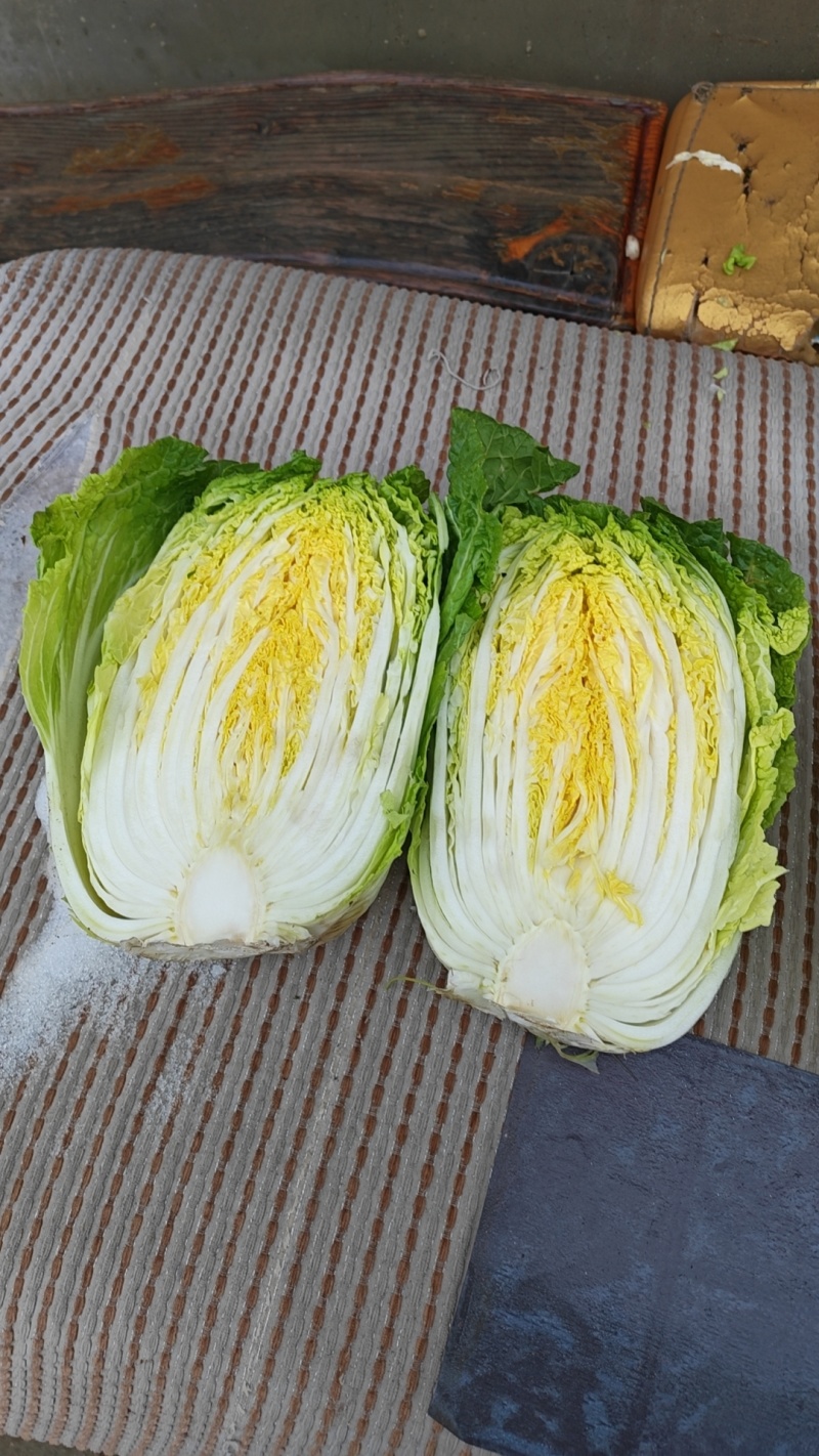 河北定州黄心白菜大量有货，无烧心，无虫眼，质量保证，价格