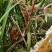 贵州高山兰花