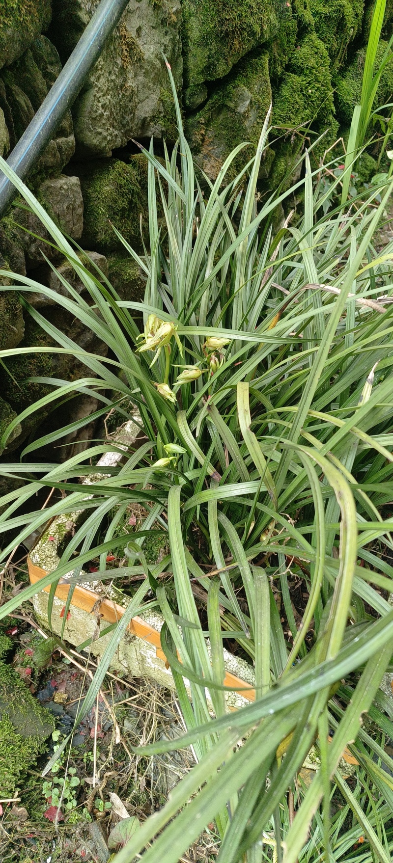 贵州高山兰花