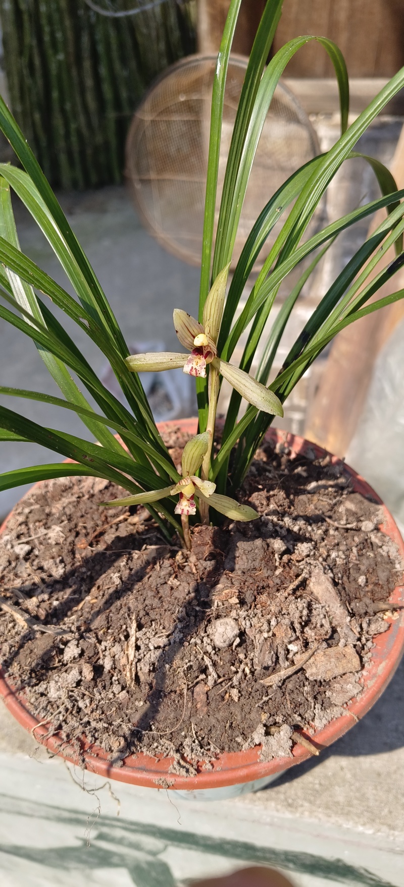 贵州高山兰花