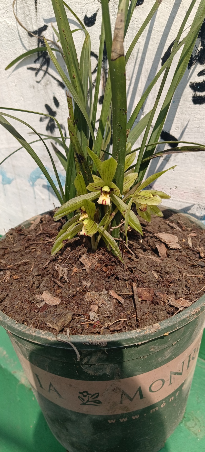 贵州高山兰花