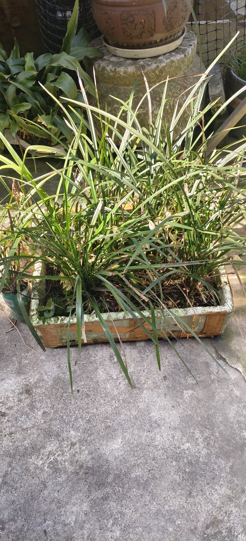 贵州高山兰花