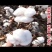 棉花种子太空懒汉棉花种子高产抗虫抗病抗重茬棉花籽种