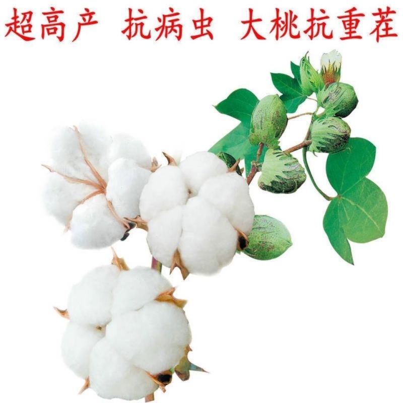 棉花种子太空懒汉棉花种子高产抗虫抗病抗重茬棉花籽种