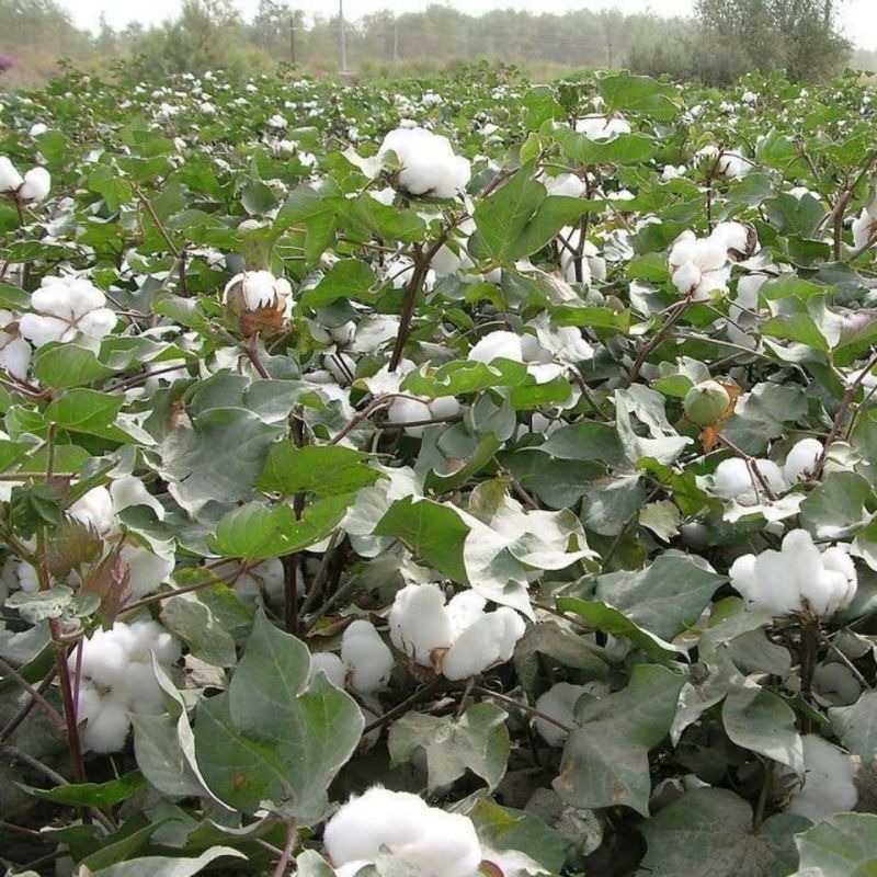 棉花种子太空懒汉棉花种子高产抗虫抗病抗重茬棉花籽种