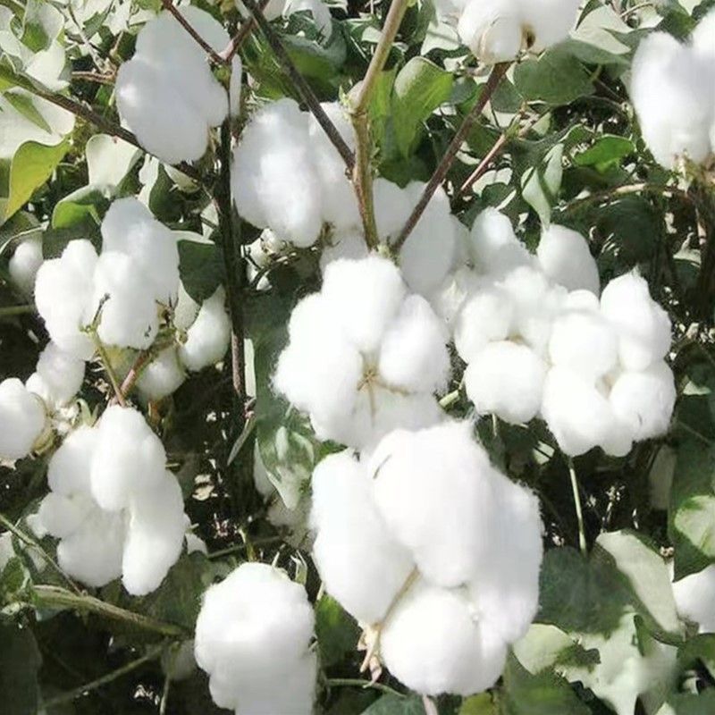 棉花种子太空懒汉棉花种子高产抗虫抗病抗重茬棉花籽种