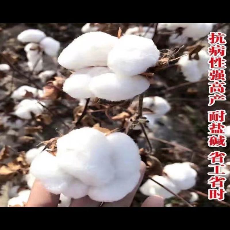 棉花种子抗虫高产棉花种子抗病易采摘懒汉棉白雪公主棉花种子