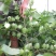 棉花种子抗虫高产棉花种子抗病易采摘懒汉棉白雪公主棉花种子