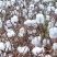 棉花种子抗虫高产棉花种子抗病易采摘懒汉棉白雪公主棉花种子