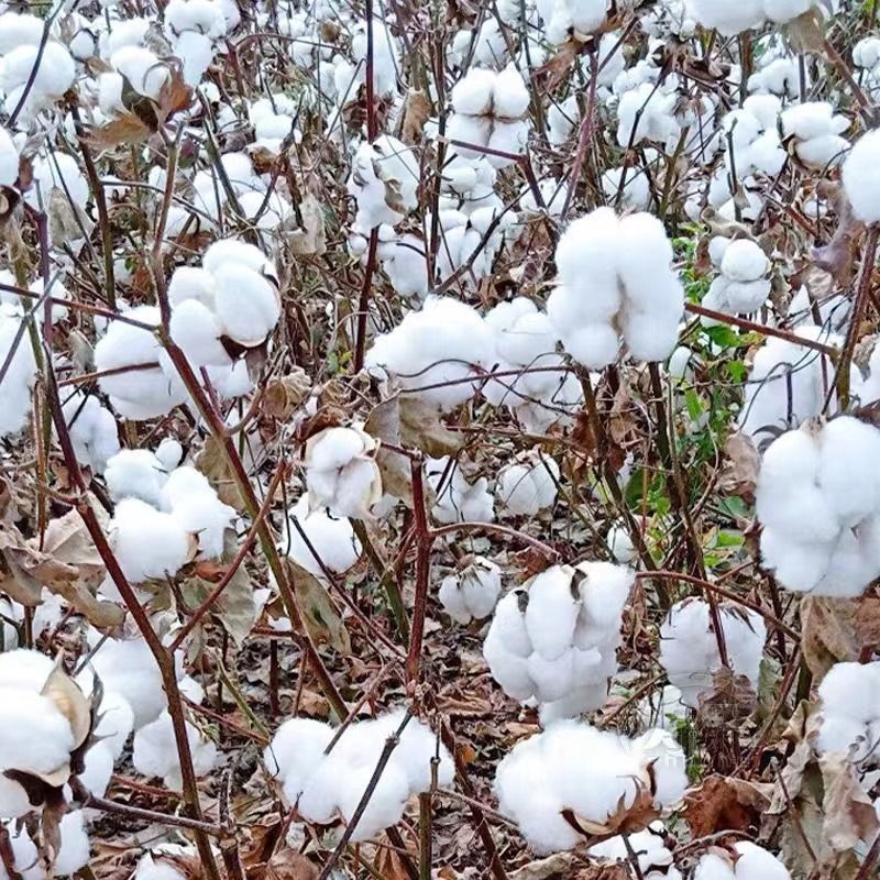 棉花种子抗虫高产棉花种子抗病易采摘懒汉棉白雪公主棉花种子
