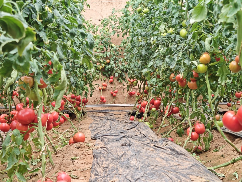 高糖度大口感改良普罗旺斯番茄批量上市供应