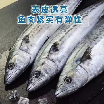 海鲅鱼200-300g每条