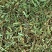 荆芥【包邮】三斤起发货可批量可零售量大从优