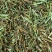 荆芥【包邮】三斤起发货可批量可零售量大从优