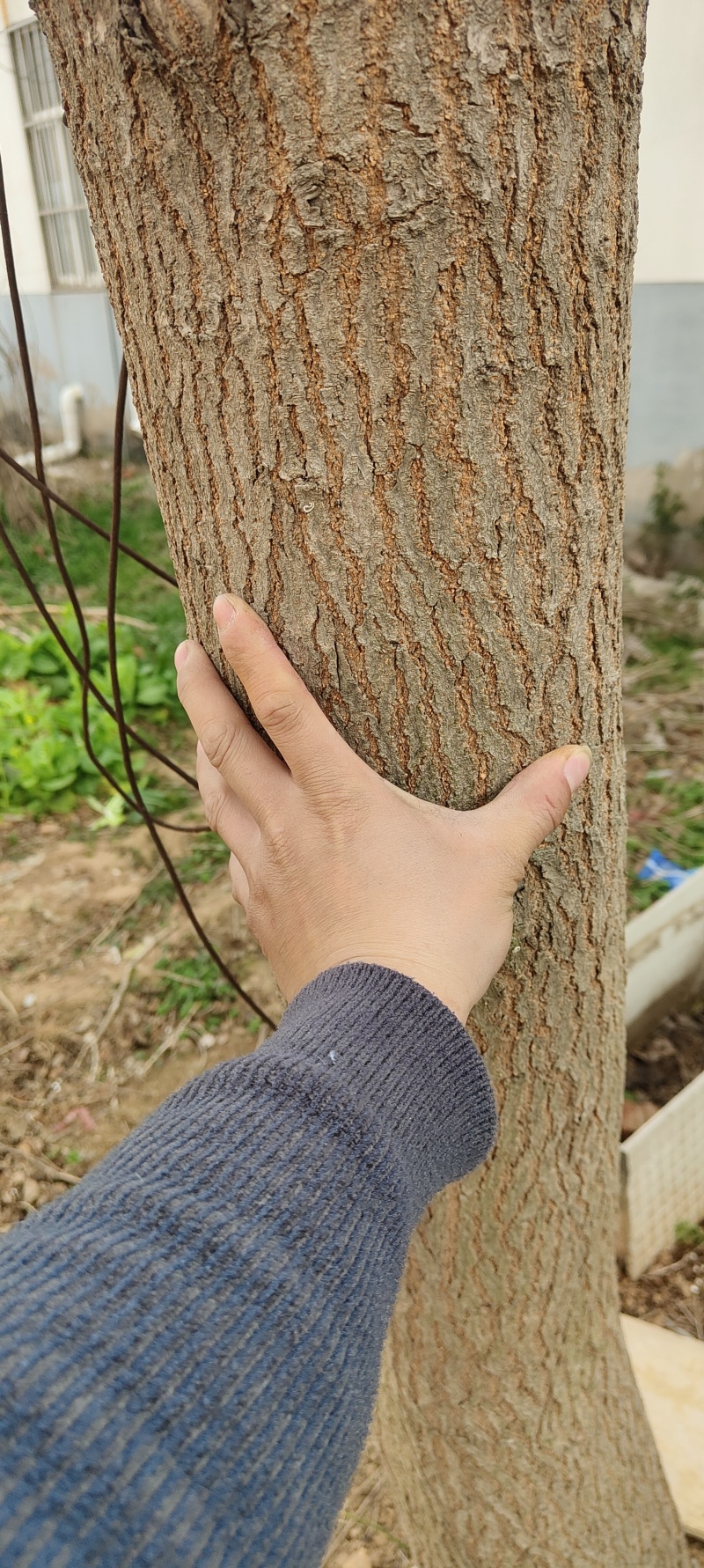 一颗乌桕树