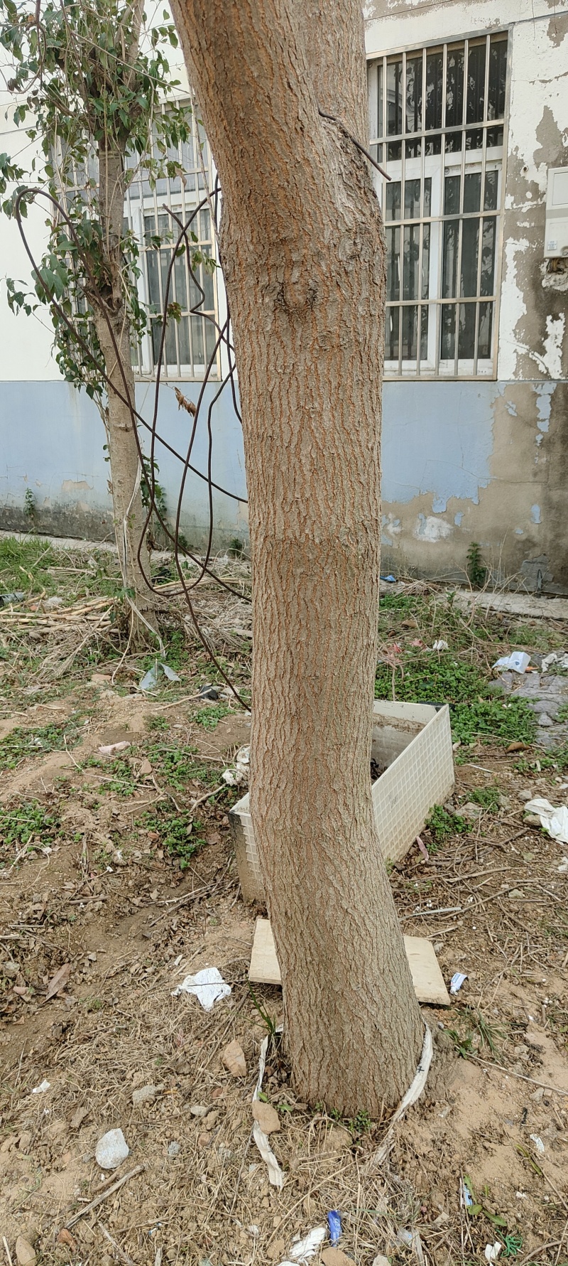 一颗乌桕树