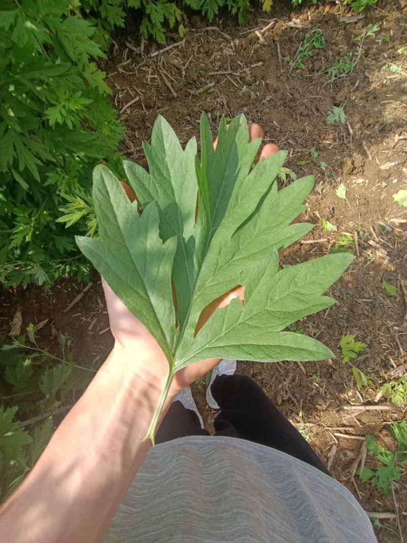 端午全颗鲜艾。量大从优可捆把。可散装