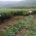 端午全颗鲜艾。量大从优可捆把。可散装