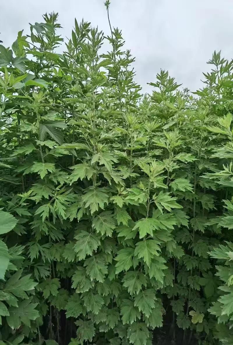 端午全颗鲜艾。量大从优可捆把。可散装